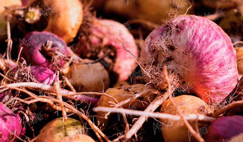 Maca: The Secret to Women’s Health