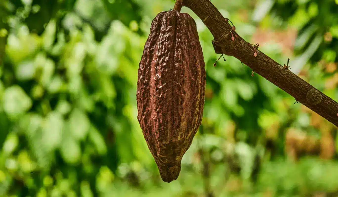 cacao