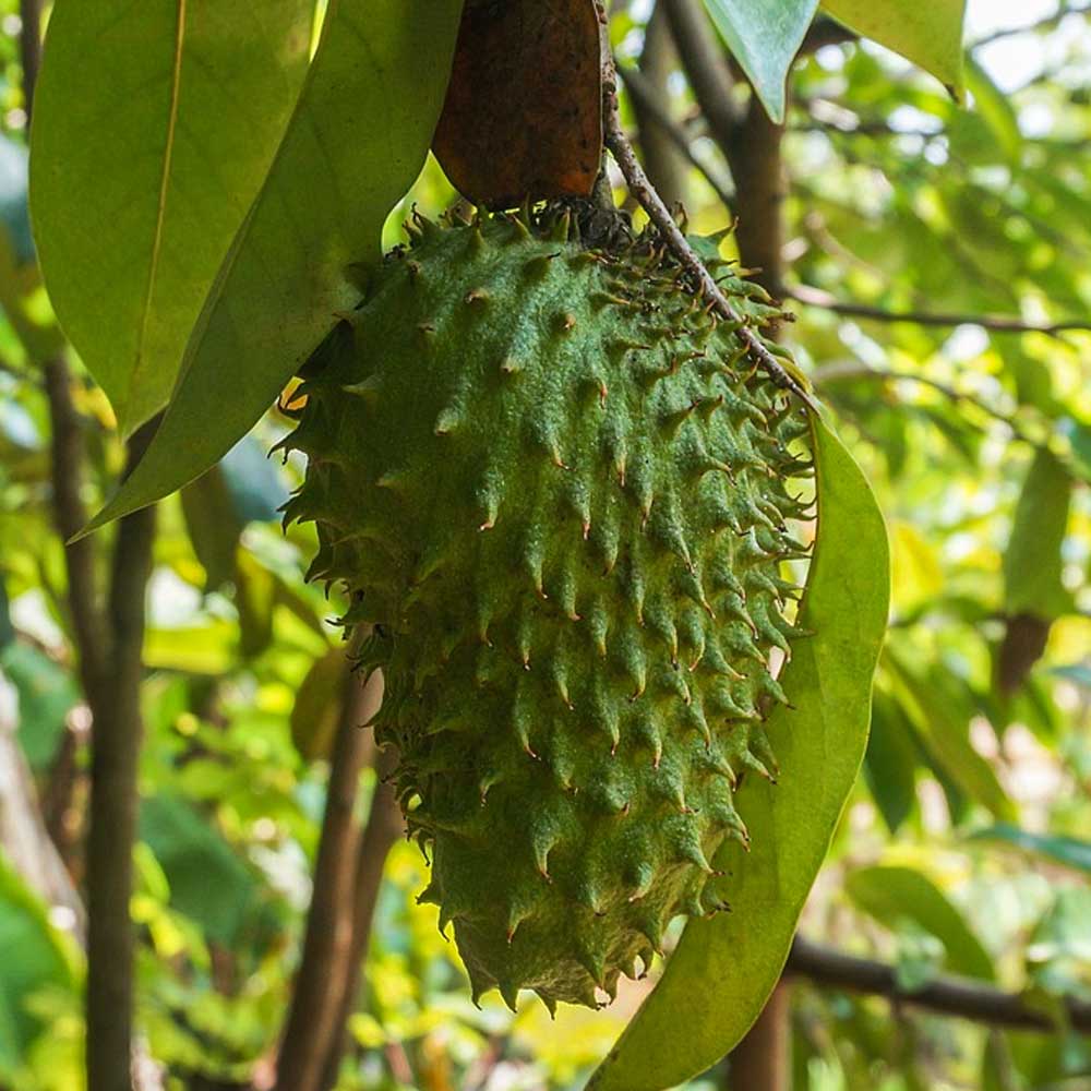 Graviola (Soursop) Capsules | Immune & Cellular Health | 100 Vegan Pills (400 mg) | Non-GMO, Fairtrade Peru — image 8