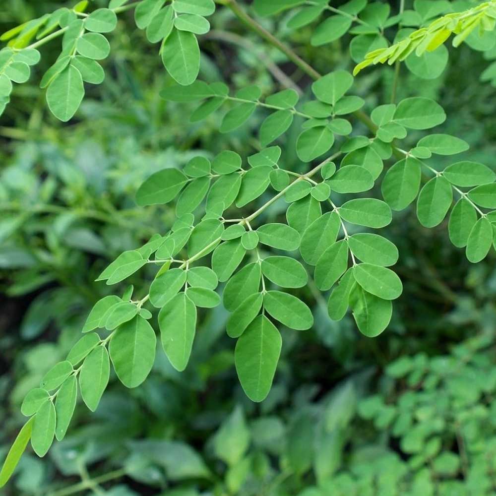 Moringa Powder (Moringa oleifera) | Superfood Vitamins, Minerals & Antioxidants | 300 g (10.5 oz) | Vegan — image 4