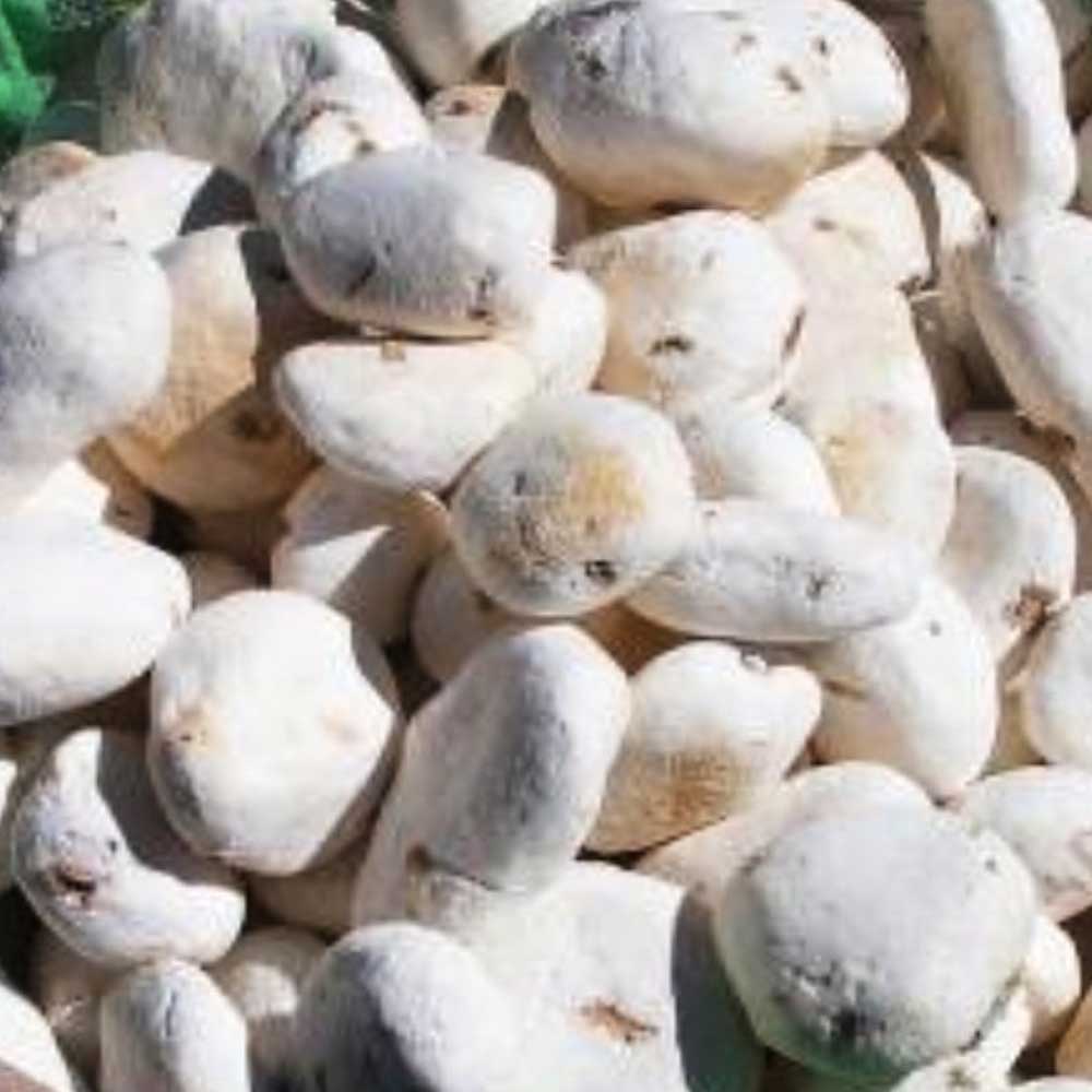 Tocosh Capsules | Andean Fermented Potato | Natural Gastric & Immune Support | 100 Pills (400 mg) | Vegan — image 3