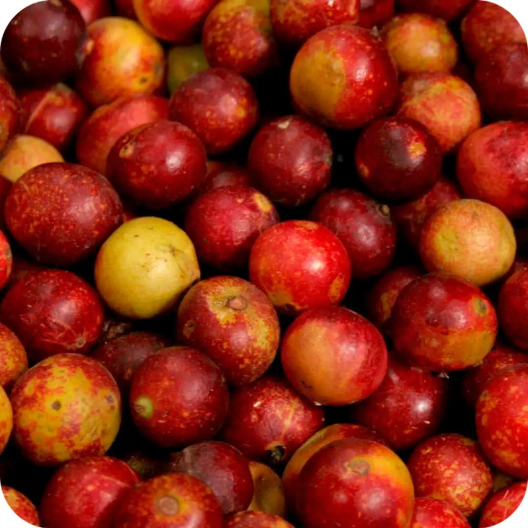 Camu Camu