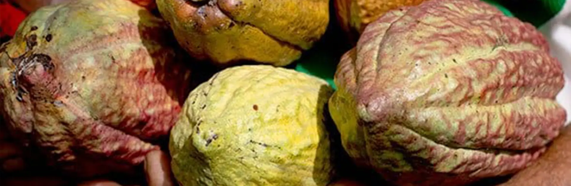 Organic Cacao Powder Specs: Fat, Mesh, Cd & Pb Compliance