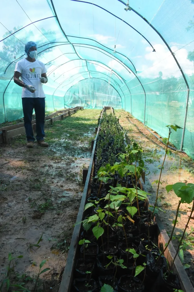 Nursery with Croton lechleri saplings for reforestation projects managed by local communities in partnership with Amazon Andes.