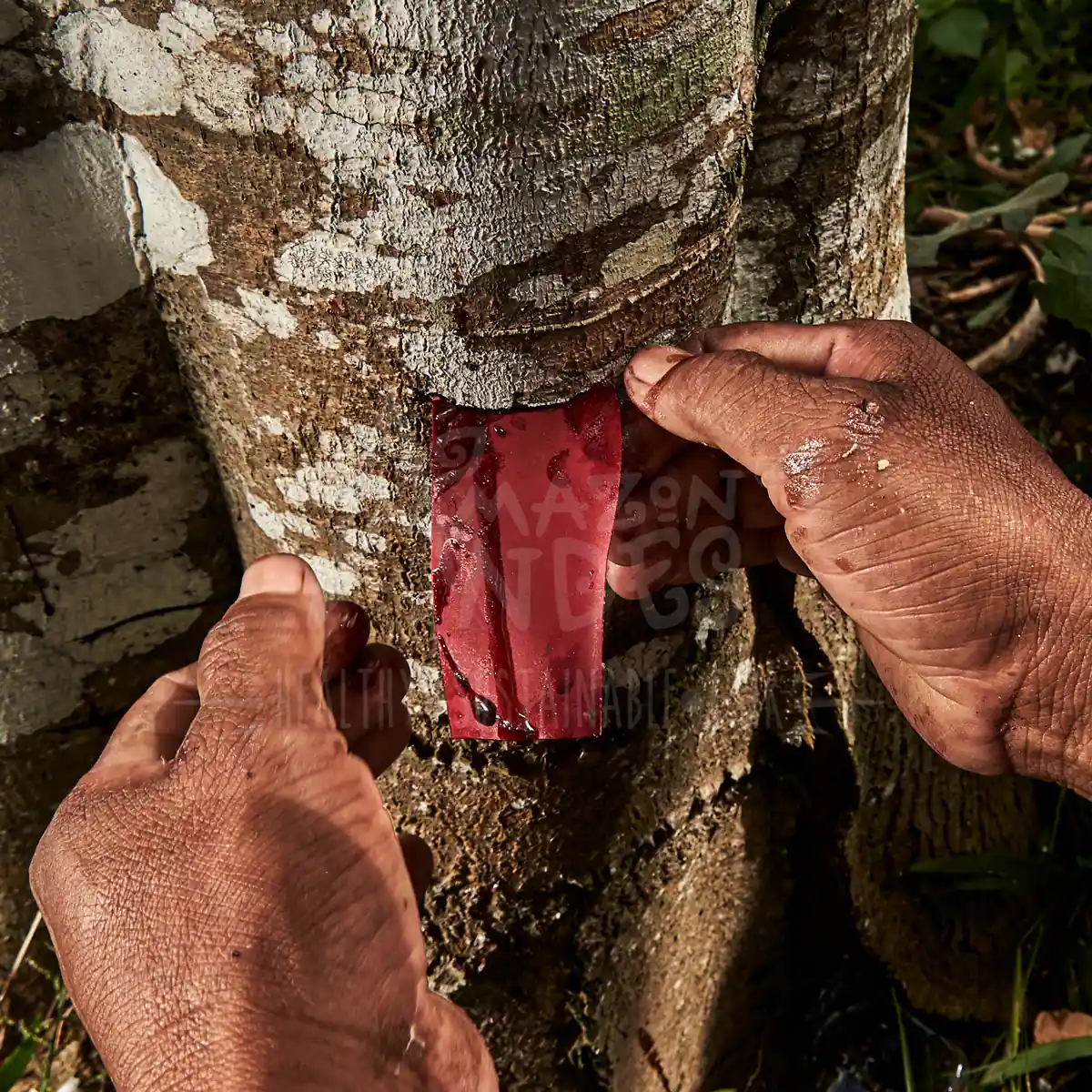 Dragon's blood resin extraction from amazonian Croton Lechleri